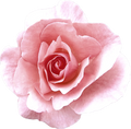 Chinese Rose Essential Oil for Perfume Making - 100% Pure Natural Damascus Rose Flower Extract Steam Distilled | 1kg
