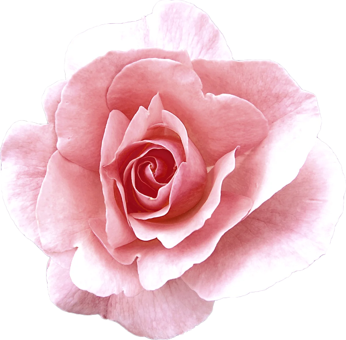 Chinese Rose Essential Oil for Perfume Making - 100% Pure Natural Damascus Rose Flower Extract Steam Distilled | 1kg