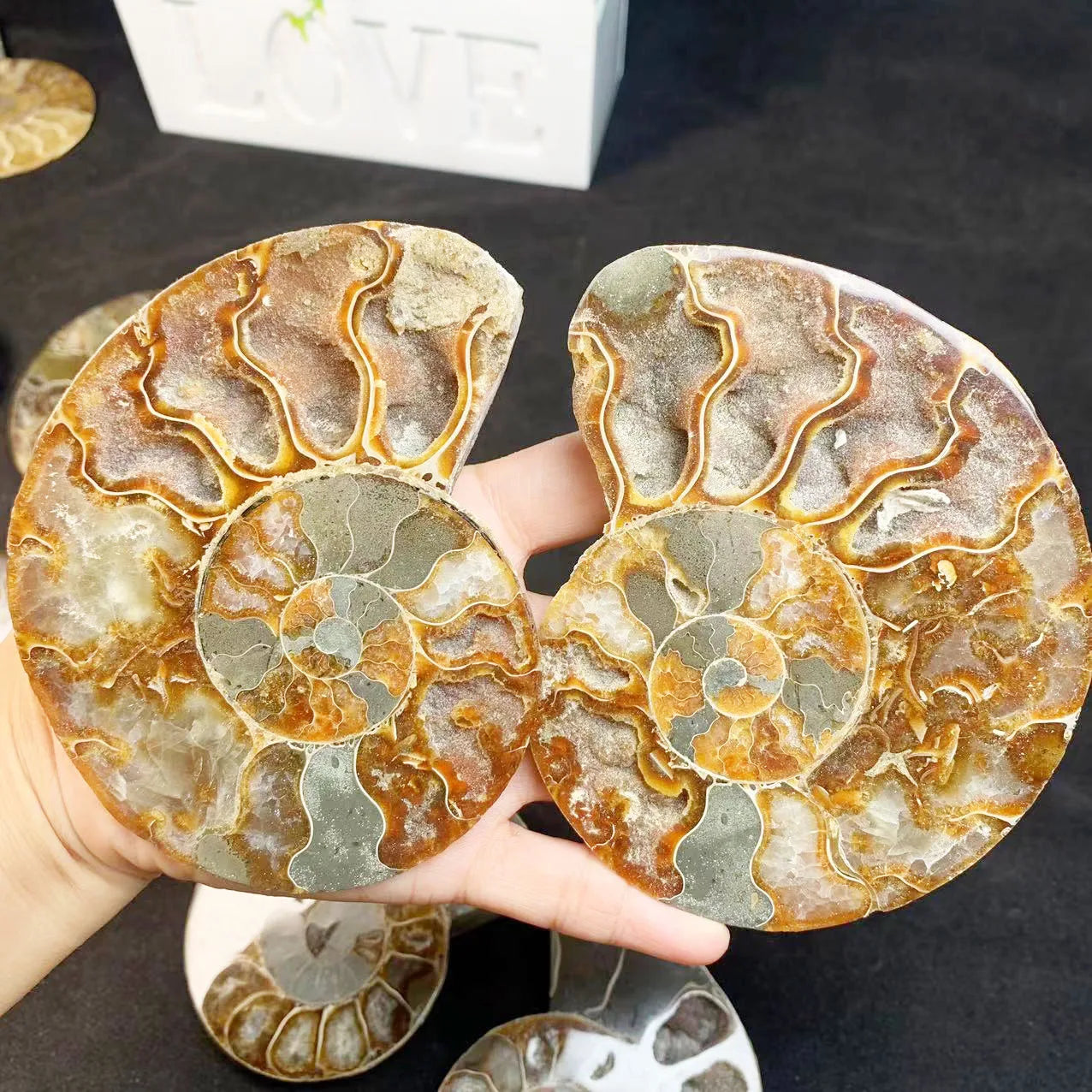 Wholesale Price Nature Madagascar Fossils Slice Polished Ammonite Fossil Slab for Sale