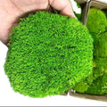 Free Size Artificial Real Preserved Live Moss Wall Art Moss Picture Frame Decorations Panel Artificial Moss Grass Wall