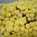 H05260 Wholesale Preserved Flower Preserved Small Helichrysum for Home Decor Flower