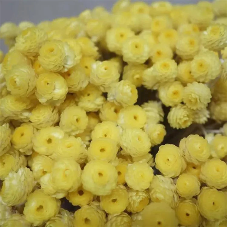 H05260 Wholesale Preserved Flower Preserved Small Helichrysum for Home Decor Flower