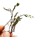 Wild Raw Dried Thymus Mongolicus Whole Plants Mongolian Thyme Herb for Sale