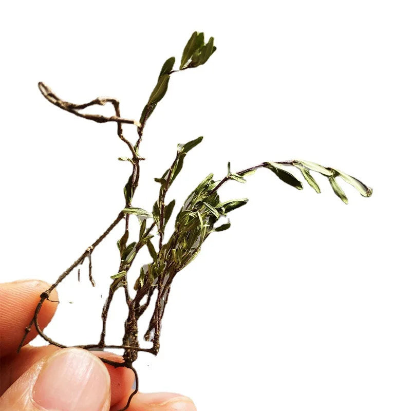 Wild Raw Dried Thymus Mongolicus Whole Plants Mongolian Thyme Herb for Sale