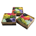 HFloral A-Grade Eco-Friendly Stabilized Reindeer Moss Panel for Hotel Office  Wedding Decor | Custom Color DIY Craft