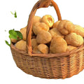 Houtou Raw Dried Whole Yamabushitake Mushroom Monkey's Mushroom for Sale