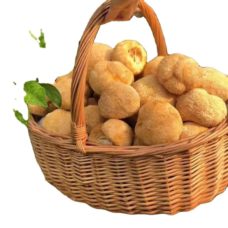 Houtou Raw Dried Whole Yamabushitake Mushroom Monkey's Mushroom for Sale