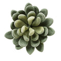 Wholesale Realistic Textured Feaux Succulent Plants Premium Crafting DIY Floral Decor for Home Garden