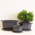 Chinese Factory Directly Wholesale New Hexangular Bonsai Pot for Training Plants