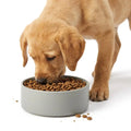 Wholesale Single Pet Cat Dog Bowl Ceramic