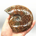 Natural Crystal Raw Stone Snail Fossil Ammonite Fossils Mineral Specimen