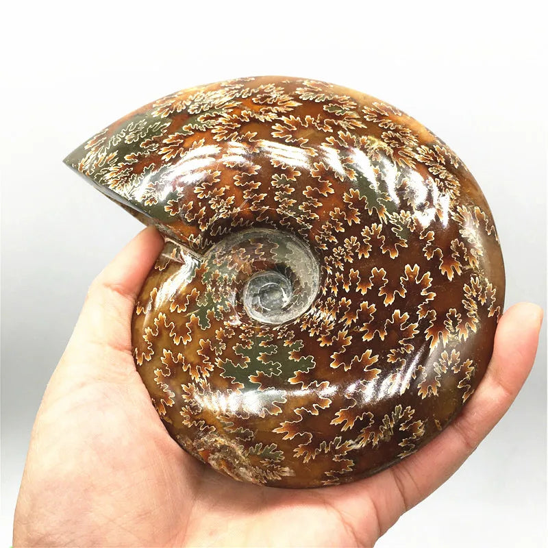 Natural Crystal Raw Stone Snail Fossil Ammonite Fossils Mineral Specimen
