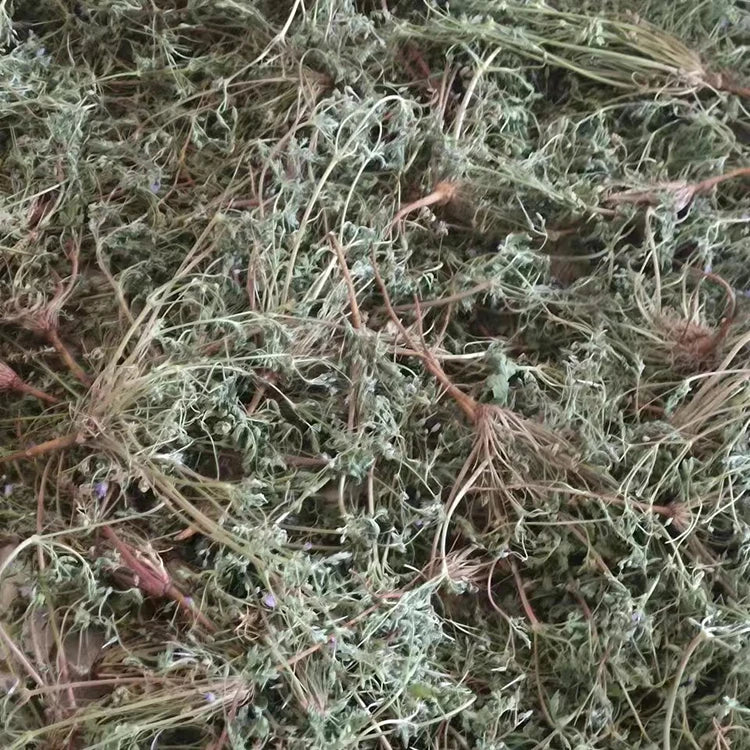 Rare Natural Geraniaceae Herb Erodium Oxyrrhynchum