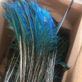 Dyed Custom Colorful 25-30 Inch Peacock Tail Long Feather Wedding Sword Decoration Tail Feathers for Sale Cheap