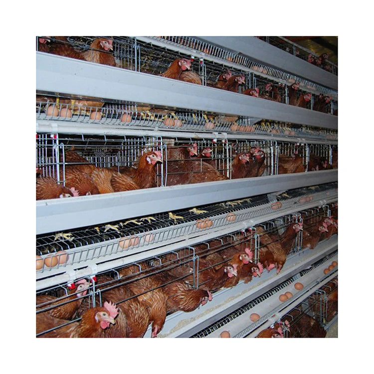 Modern Poultry Breeding Machines Laying Hens Cage System Chicken Cage Accessories for Sale
