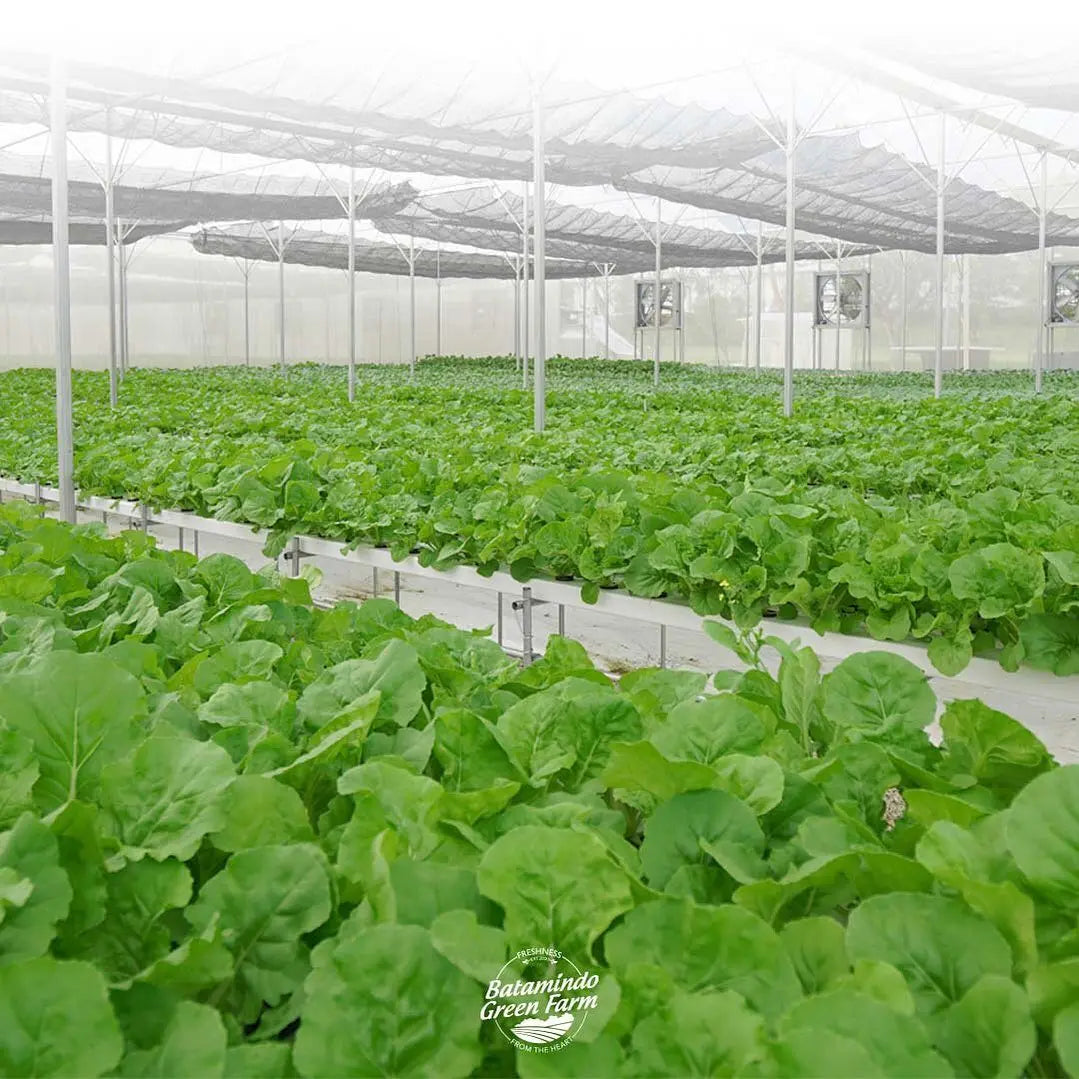 Nft PVC Channels for Hydroponics Application Plant Panel for Vertical Planting System