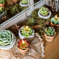 Eco-friendly Green Succulent Plant Cactus Shaped Candles 4pcs/6pcs Gift Set Handcrafted  Scented Candle  Wholesale