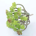 Wholesale Luxury Real Touch Faux Grass Indoor Decor Unpotted DIY Artificial Mini Grass Eco-Friendly Durable in Stock