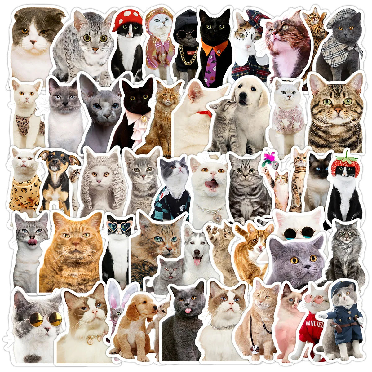 50PCS Funny meme cute kitty lovely cat sticker