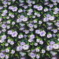 Oil Painting 3D Digital Printing 40S 100GSM 100% Cotton Poplin Woven Fabric for Dress