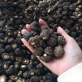 Bulk Manufacturer Wholesale Cultivated Raw Cute Pearl Shiitake Mushroom Dry Goods 1.5-2cm Winter Small