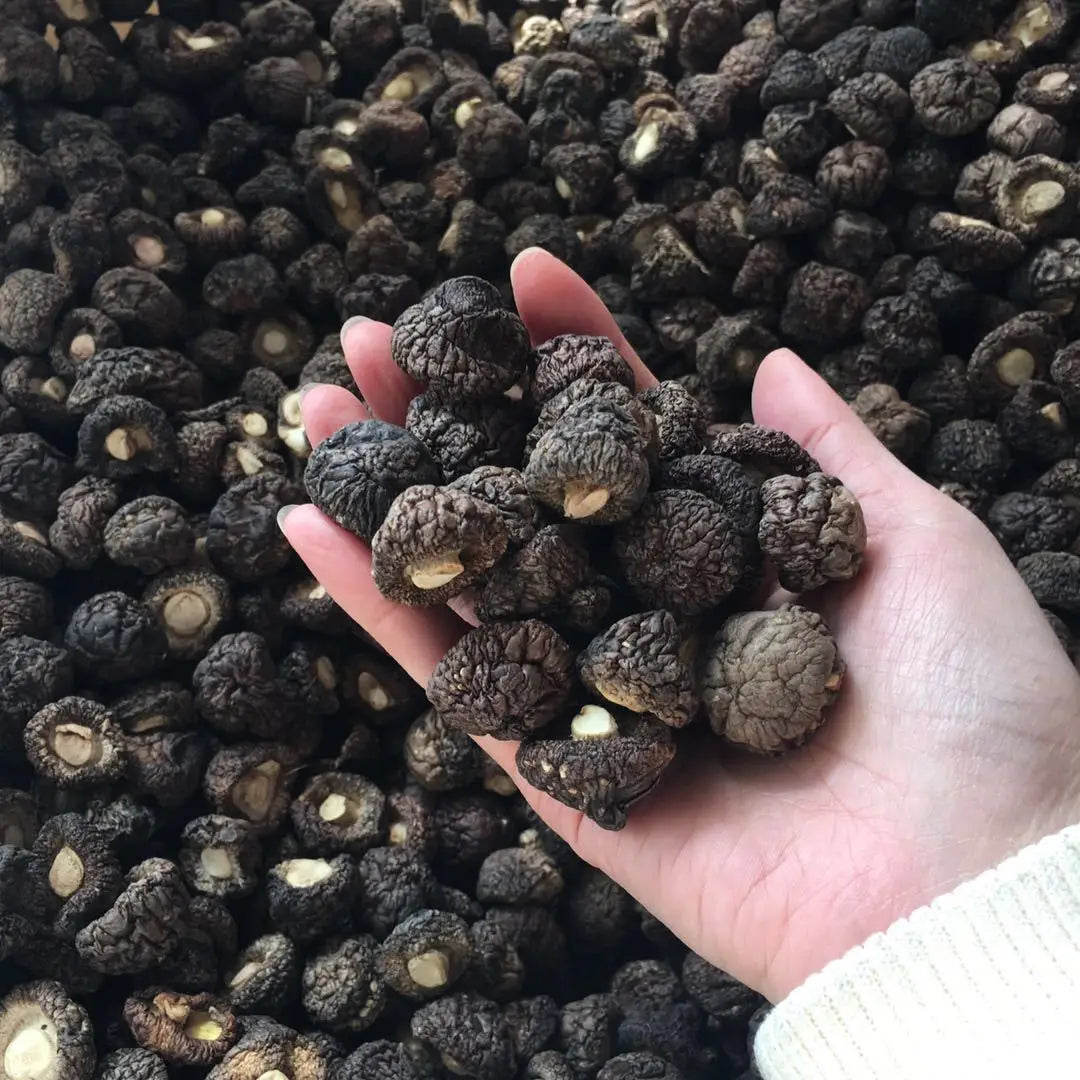 Bulk Manufacturer Wholesale Cultivated Raw Cute Pearl Shiitake Mushroom Dry Goods 1.5-2cm Winter Small