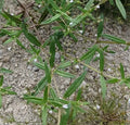 Wild Natural Old World Diamond-flower Dried Hedyotis Corymbosa Whole Plants for Sale