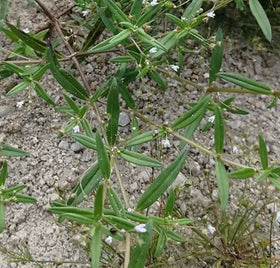 Wild Natural Old World Diamond-flower Dried Hedyotis Corymbosa Whole Plants for Sale