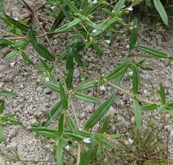 Wild Natural Old World Diamond-flower Dried Hedyotis Corymbosa Whole Plants for Sale