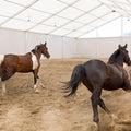 30x60M Marquee Horse Riding Arena Pavilion Tent with Waterproof PVC Cover & Aluminum Frame