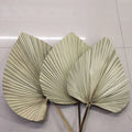 Pure Natural Various Forms of Air-dried Top Palm Leaves and Fan Leaves Decorative Flower Arrangements