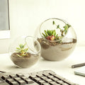 Classic Clear Glass Terrarium Vase Slant Cut Bubble Bowls for Home Decor for Fish Fruit Plant Containers