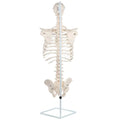 Medical Science Human Spine Bone Model 1:1 Cervical Spine Thoracic Spine Rib Pelvis Whole Bone Sternum Human Skeleton  Model