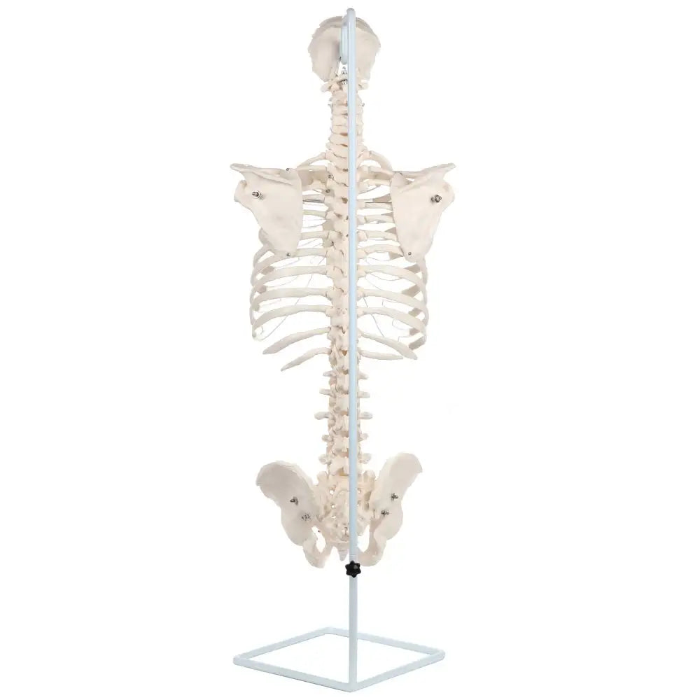 Medical Science Human Spine Bone Model 1:1 Cervical Spine Thoracic Spine Rib Pelvis Whole Bone Sternum Human Skeleton  Model