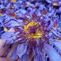 Dried Natural Blue Lotus Flower Tea Chinese Dried Flower Tea Dried Blue Lotus Flowers Tea EU Standard Nymphaea Caerulea