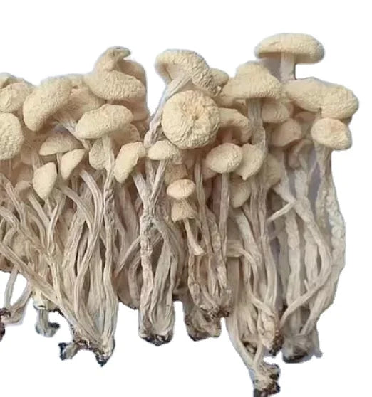 Natural Cooking Material Dried White Agrocybe Aegerila White Tea Tree Agrocybe Aegerila Mushoom for Food