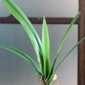H0774 Flower Decoration Phalaenopsis Orchid Leaves With Roots Artificial Cymbidium Orchid Leaf Plants Real Touch Orchid Leaf