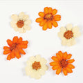 Natural Real Dried Zinnia Elegans Epoxy Flower Youth-and-Old-Age Pressed Specimens for Graduation Valentine's Day Christmas