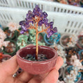 Wholesale Natural Carving Different Material Crystal Money Tree for Home Decoration