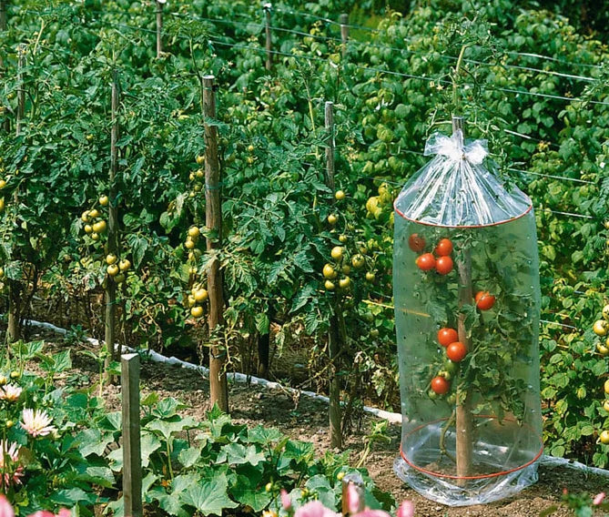 Agriculture Breathable Lightweight PP Spunbond Fusible Nonwoven Greenhouse Cover Fabric UV Protection Eco-Friendly Tomato Crop