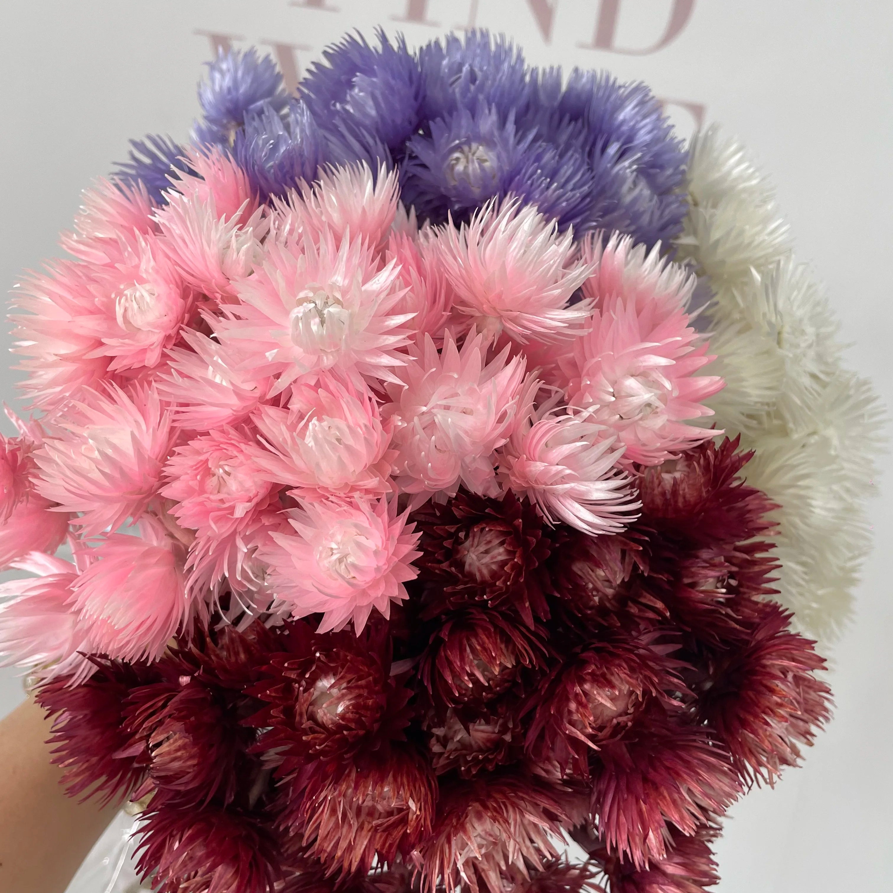 Wholesale Price Natural Dried Flowers Syncarpha Vestita Real Everlasting Long Lasting Dried Flower for Dry Flower Bouquet