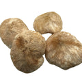 9019 Hou Tou Gu Dia 8-10cm Bulk Herb Dried Hericium Erinaceus Mushrooms Dried Whole Lion Mane Mushroom