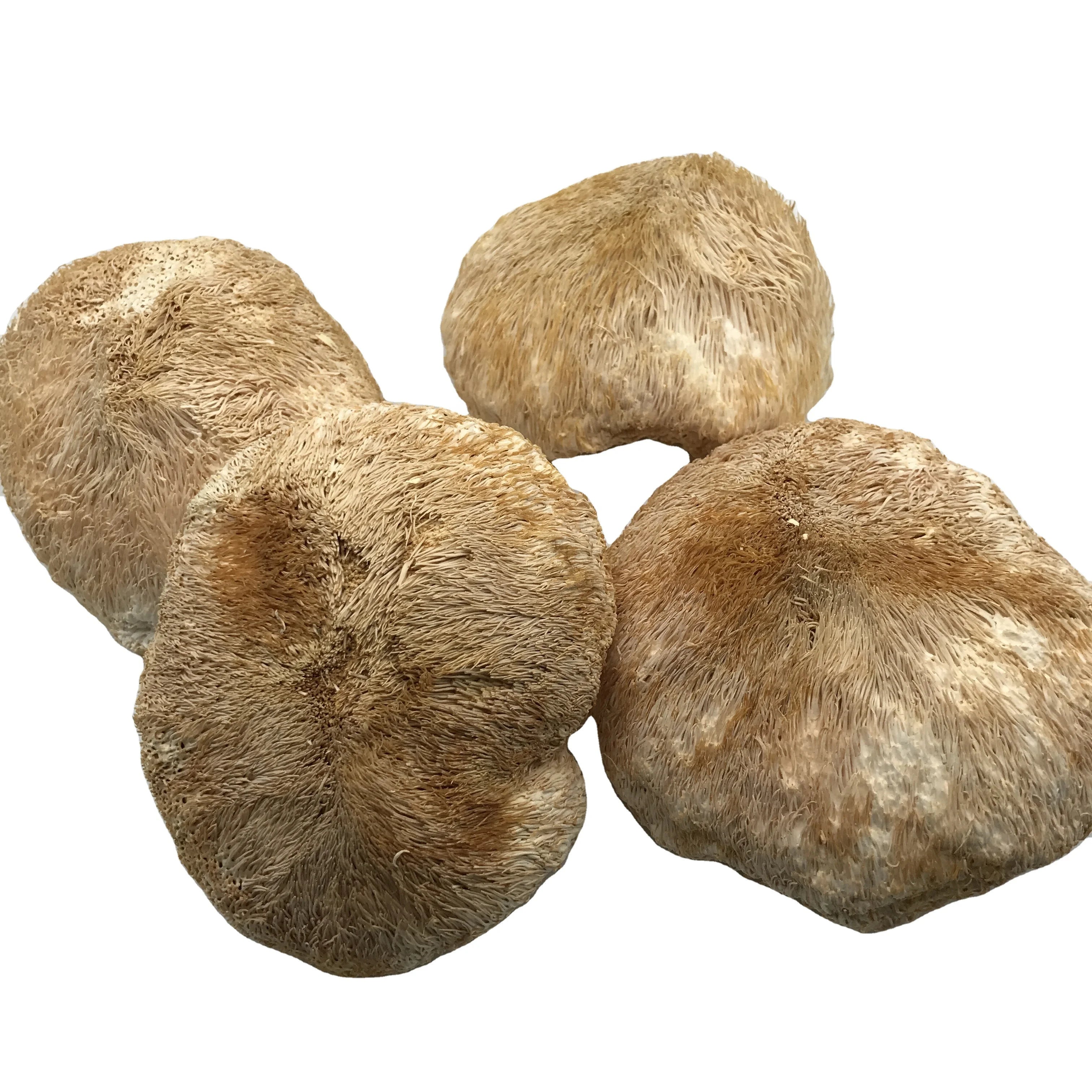 9019 Hou Tou Gu Dia 8-10cm Bulk Herb Dried Hericium Erinaceus Mushrooms Dried Whole Lion Mane Mushroom