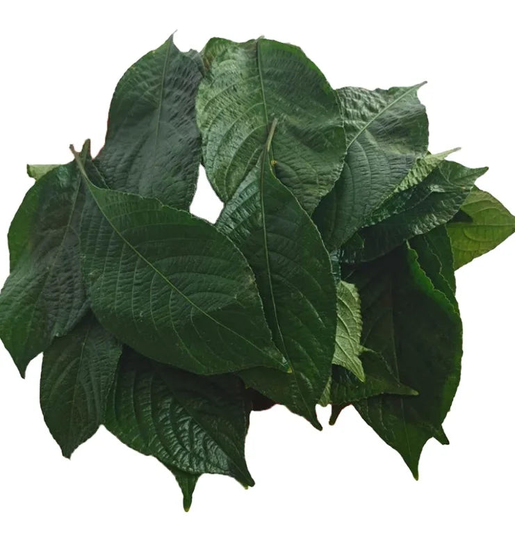 100g Dehydrated Strobilanthes Crispus Leaves Tea Dried Strobilanthes Leaf Tea for Sale