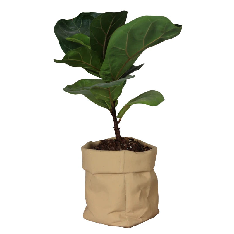 Kraft Paper Bag Design Cement Flower Pot with Painted Color for Home Garden Decor