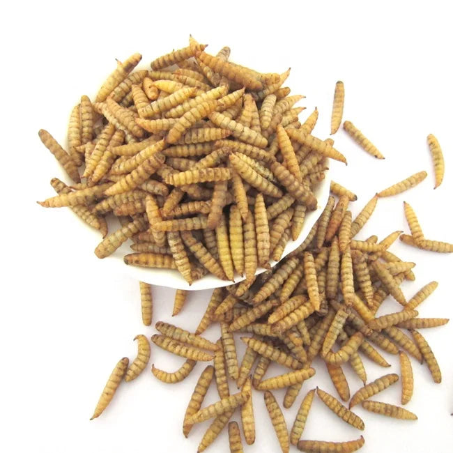 Factory Wholesales Dried Black Soldier Fly Larvae BSF for Pet Dry Food