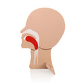 XFT XFT-E0002 CPR Training Head Section Model Manikin for Medical Science with Head Tilt/Chin Lift Demonstration