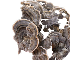 Yunzhi Premium Dry Raw Polyporus Versicolor Fungus Dried Common Polypore Mushroom