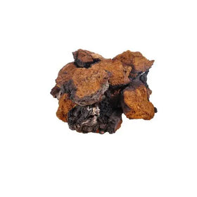Buy Inonotus Obliquus Small Blocks Wholesale Natural Dried Cultivated Chaga Mushroom Chunks China Bozhou
