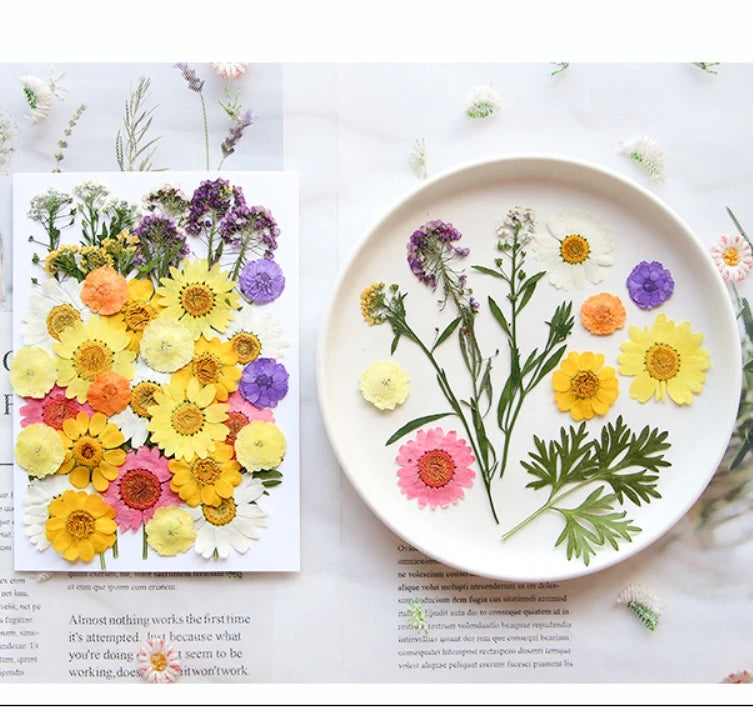 Y-E002 Wholesale Diy Mixed Pressed Dried Flowers Grass Crafts Art Natural Dry Pressed Flowers for Resin Makeup